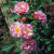 Cornelia - 