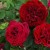 Countess of Oxford - 