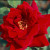 Crimson Glory Climber - 