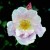 Cupid - 