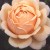 Cynthia Brooke - 