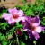 Dainty Bess - 