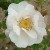 Daisy Hill - 