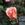 Dicksons Perfection - 