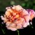 Dixieland Linda - 