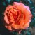 Doris Tysterman - 