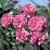 Dorothy Perkins - 