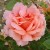 Dr. Edward Deacon - 