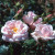 Dr. Van Fleet - 