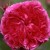 Duc de Guiche - 