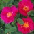 Duchess of Portland - 