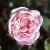 Duchesse de Brabant - 