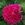 Duchesse de Buccleugh - 