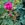 Duchesse de Verneuil - 