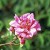 Duke of York - 