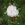Dundee Rambler - 