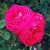 Dupuy Jamain - 