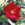 Dusky Maiden - 