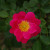 Edith Ballenden - 