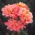 Elizabeth of Glamis - 
