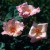 Ellen Willmott - 