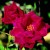 Ena Harkness Climber - 