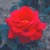 Ernest H. Morse - 