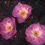 Escapade - 