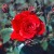 Evelyn Fison - 
