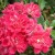 Excelsa - 