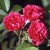 F. J. Grootendorst - 