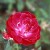 Fabvier - 