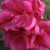 Ferdinand de Lesseps - 