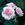 Festive Jewel - 
