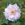 Fimbriata - 