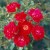 Fiona - 