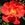Firecracker - 