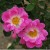 Flora Mclvor - 