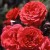 Fragrant Cloud - 