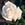 Frau Karl Druschki Climber - 
