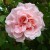 Fritz Nobis - 
