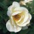 Fruhlingsgold - 