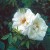 Fruhlingsschnee - 