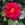 Fulgens - 