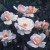 Gardeners Joy - 