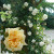 Gardenia - 