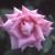 Georg Arends - 