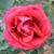 George Dickson - 