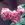 Gerbe Rose - 