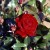Glad Tidings - 